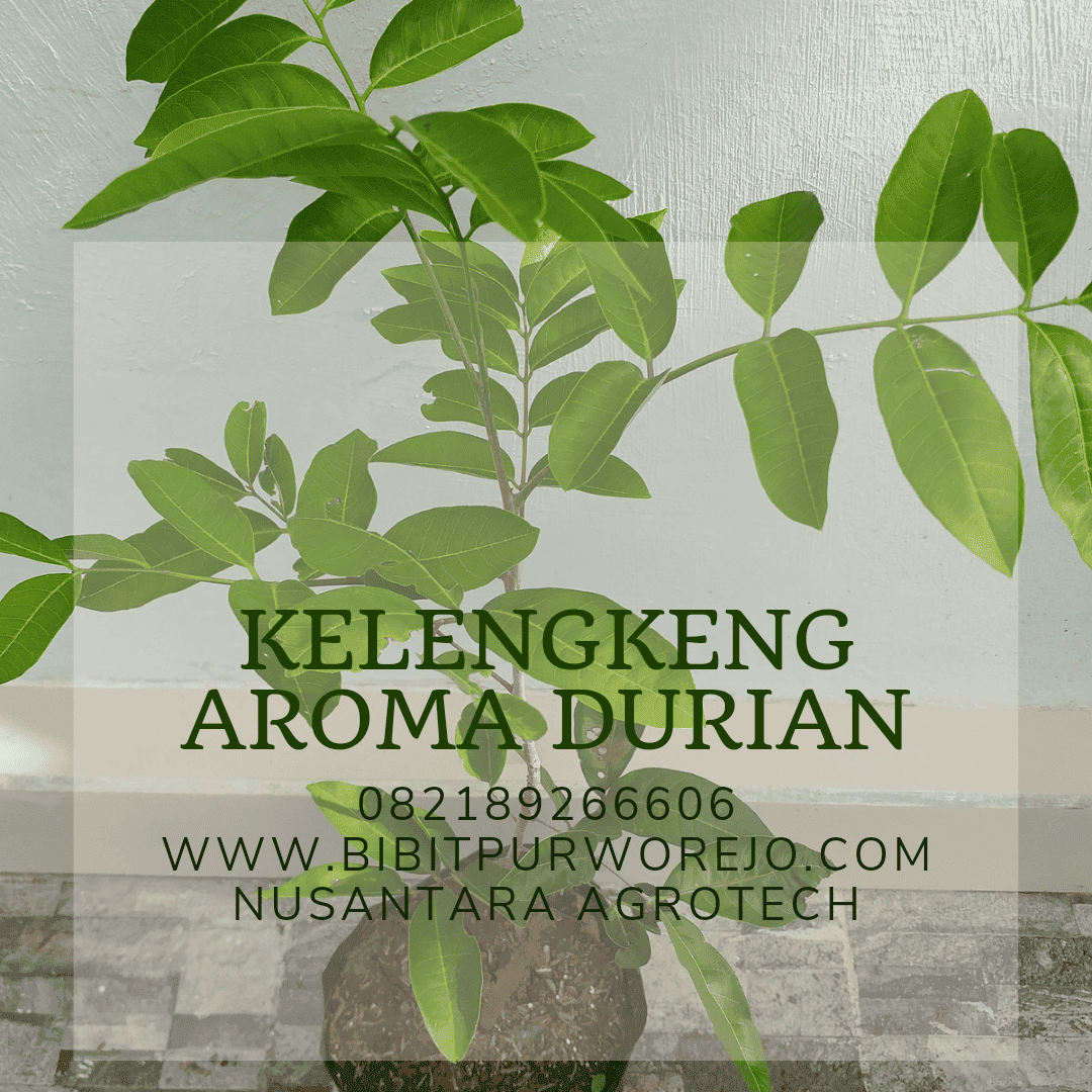 bibit kelengkeng aroma durian