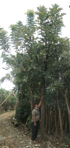 jual pohon cemara morpok 