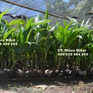 Bibit Kelapa Ganja Cepat Berbuah | Bibit Kelapa Unggul