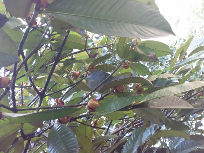 Jual Manggis Pangradin Jasinga