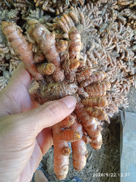 kunyit lokal