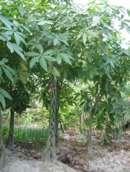jual pohon pachira 