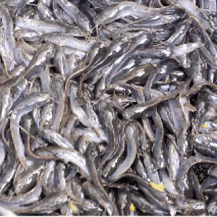 Jual bibit ikan lele dan ikan Lele Konsumsi ( Sentani- Jayapura) Papua