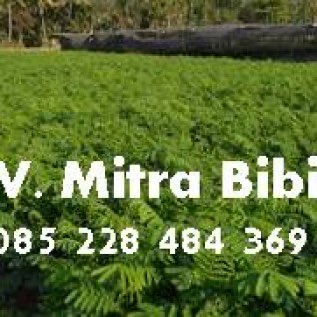 Bibit Albasia | Sengon | Jeinjing super murah kualitas unggul