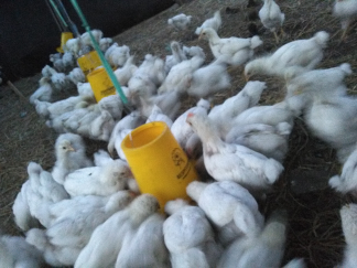 jual ayam pejantan ukuruan 7,8,9,10,1,1