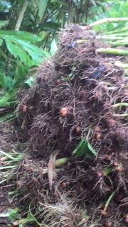 jual benih porang
