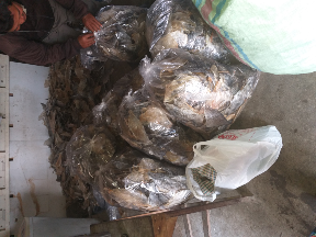 jual kulit kakap mentah