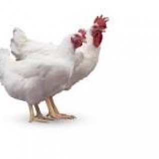 JUAL AYAM HIDUP 1-1.5KG