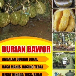 Durian Bawor