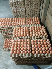 telur ayam