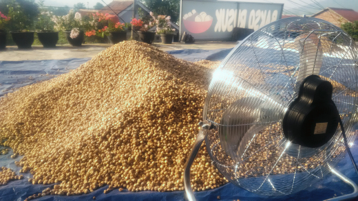 ready stok setiap hari kerjasama jangka panjang (kapulaga jawa barat jumlah banyak)