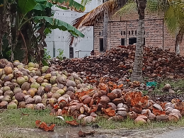 Di jual sabut kelapa