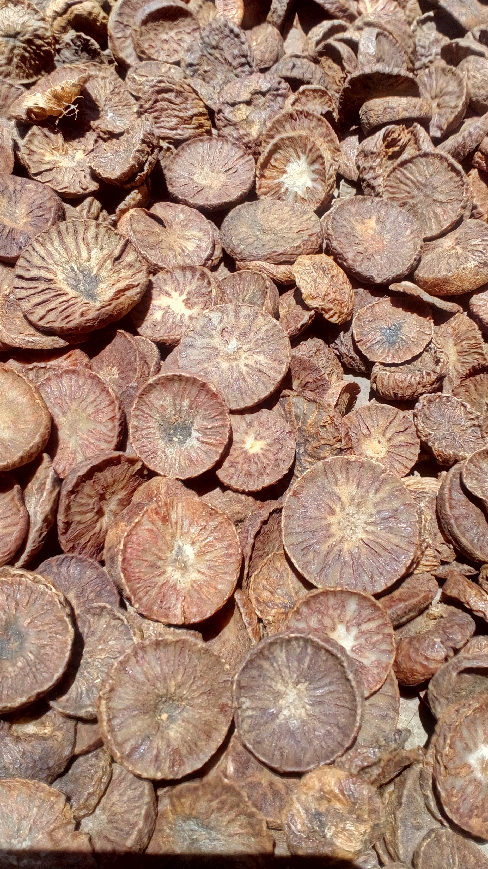 pinang iris