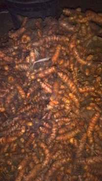jual kunyit basah