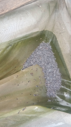 menjual bibit lele 6282267899045 /