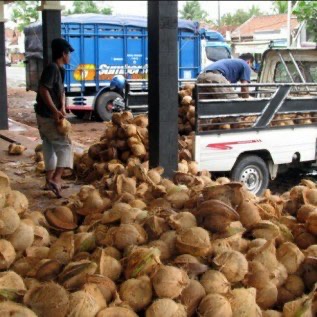 Buah kelapa bulat siap antar ke tempat. 