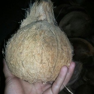 Kelapa Tua