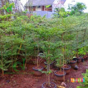 jual pohon ketapang kencana