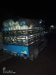 jual ikan mas cirata