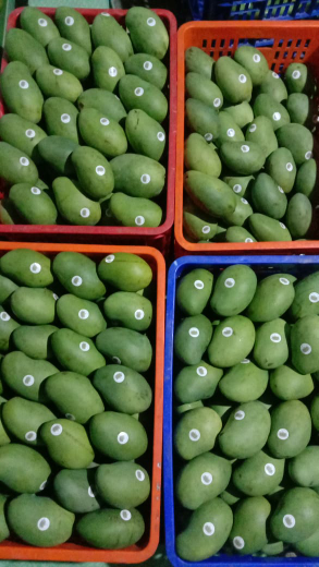 mangga alpukat