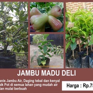 Jambu Madu Deli