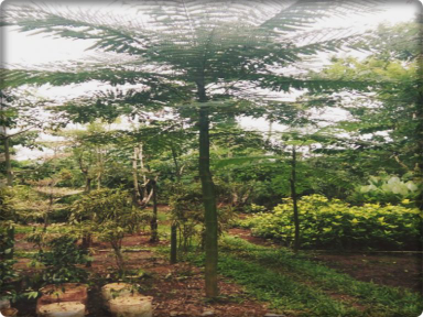 jual pohon solobium 