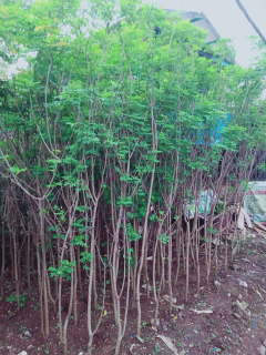 jual pohon glodokan tiang.dll