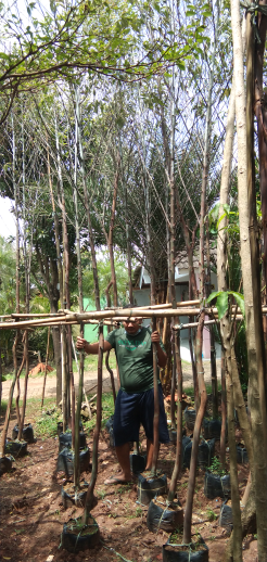 jual pohon kupu-kupu 