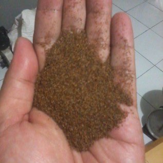 Benih Kayu Putih (Melaleuca leucadendron)