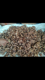 KENCUR REJANG LEBONG