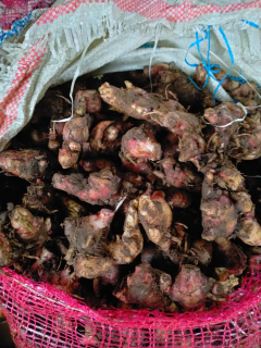Jahe Merah