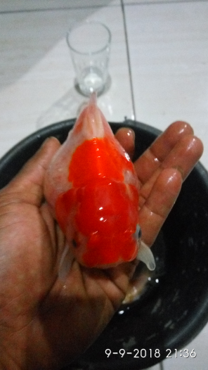 ikan koki mutiara