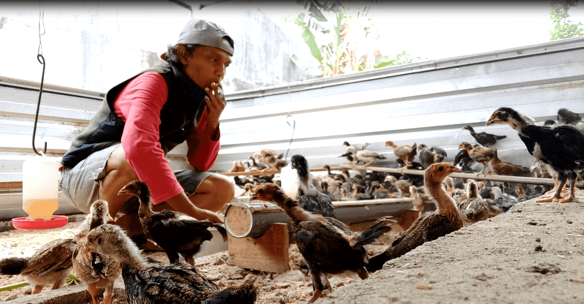 Supplier Ayam Kampung