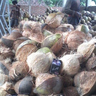 kelapa tua