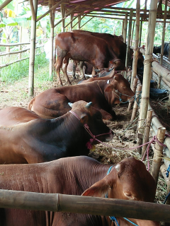 jual sapi untul kurban.