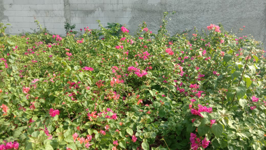 jual pohon bougenville /