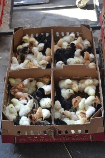 Dijual DOC Joper Berau