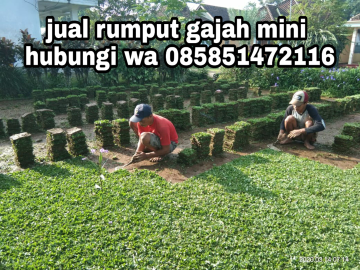 Jual Rumput Gajah Mini di Jember Termurah