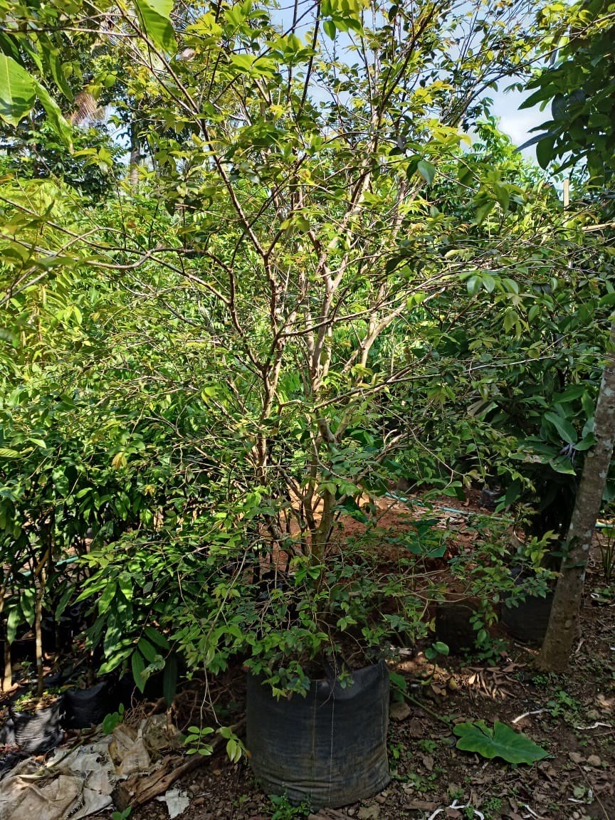 Pohon Anggur Batang 