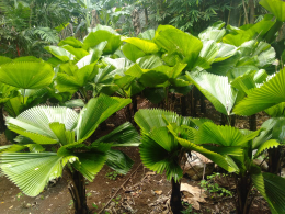 jual pohon palem kol 