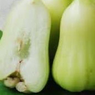 bibit jambu madu deli semanis madu kualitas super siap tanam