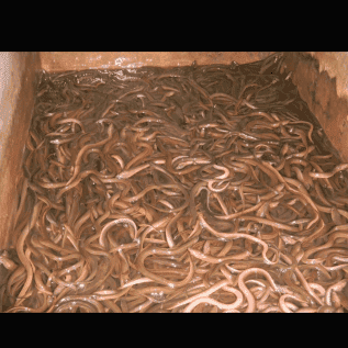 Jual beli belut dan ikan gabus