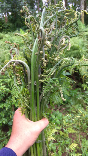 Sayur Pakis