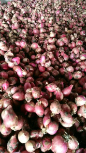 bawang merah