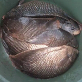ikan gurame