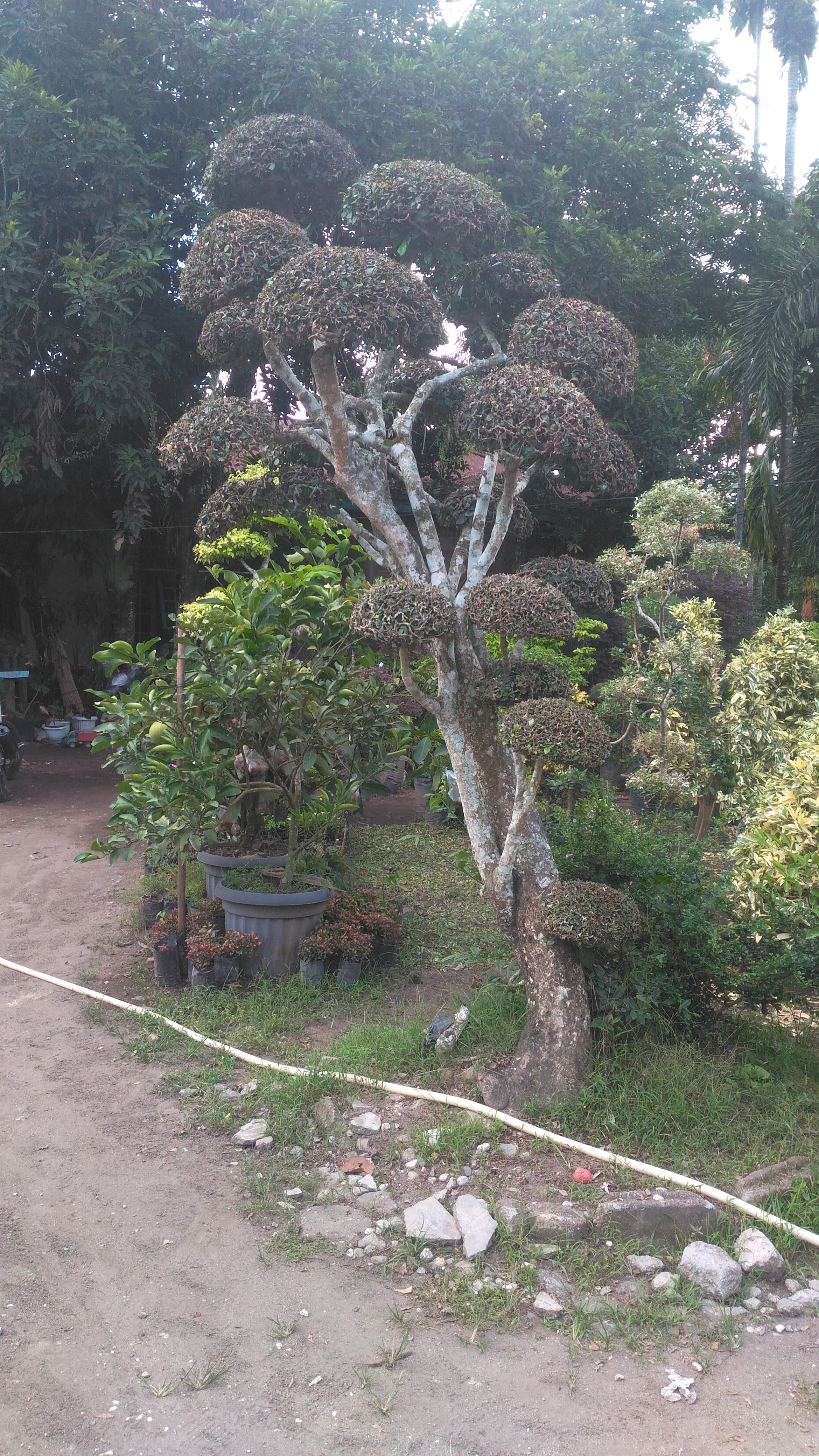 bonsai serut jadi tanman hias untuk taman 