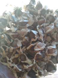 asam biji