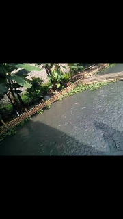 jual ikan lele segar