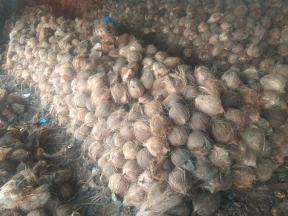 Kelapa Tua Buat Ekspor Dan Lokal