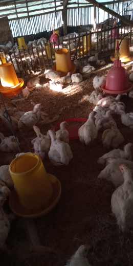 ayam potong